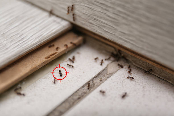 Spider Control Near Me in Marks, MS