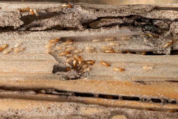 Best Local Pest Control Services  in Marks, MS